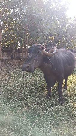 थंबनेल 2