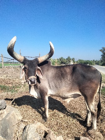 બળદ વેચવાનો છે