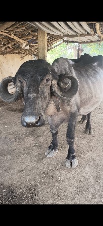 થંબનેલ 3