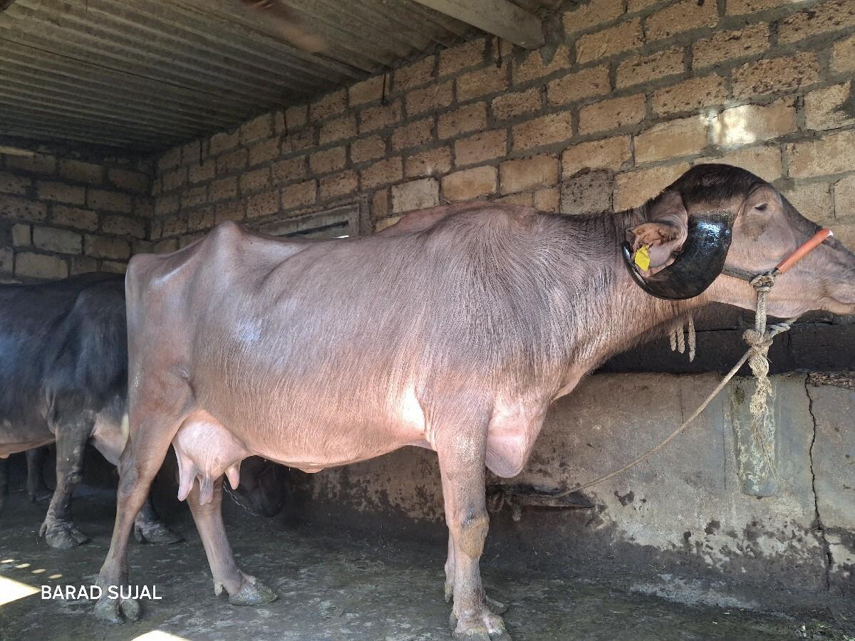 थंबनेल 2