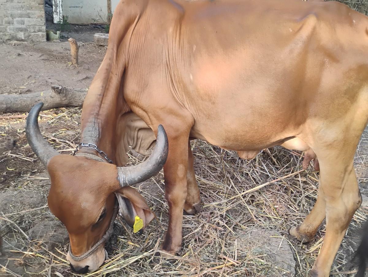 3 જુ વેતર ગાય વેચવાની છે