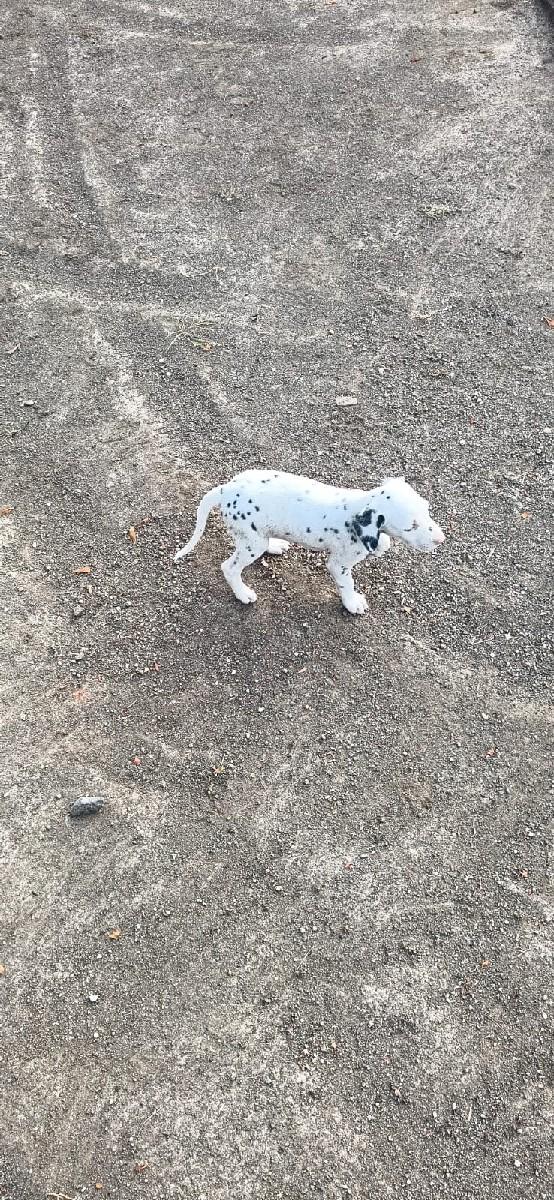 ડાલ્મેશિયન