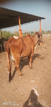 થંબનેલ 2