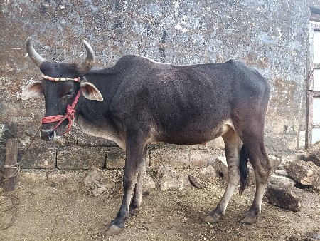 બાસરડો વેચવાનો સે