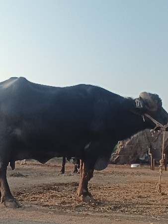 थंबनेल 2