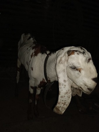 થંબનેલ 2