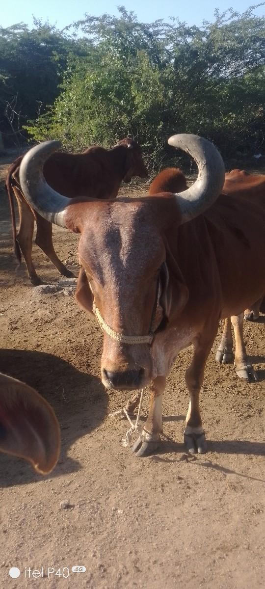 ગાય વેસ વા ની સે