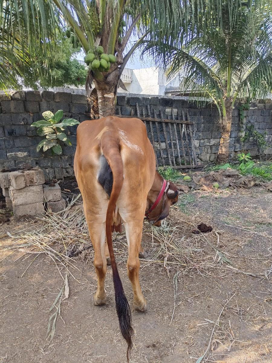 थंबनेल 3