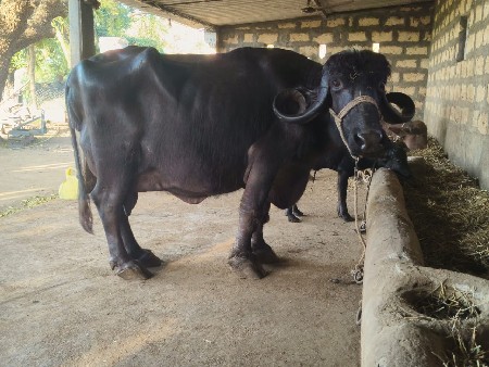 थंबनेल 4