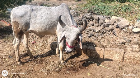 થંબનેલ 3