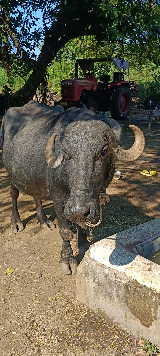 ભેંશ વેસવાની છે