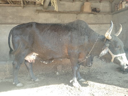 ગાય વેચવાની છે