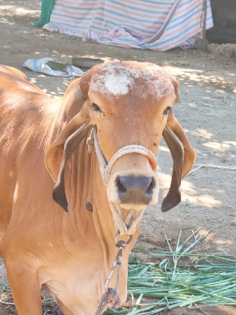 હોડકી‌ વેચવાની છે