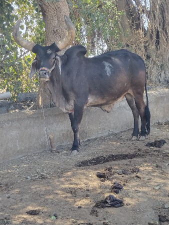 બળદ વેચવાનો છે