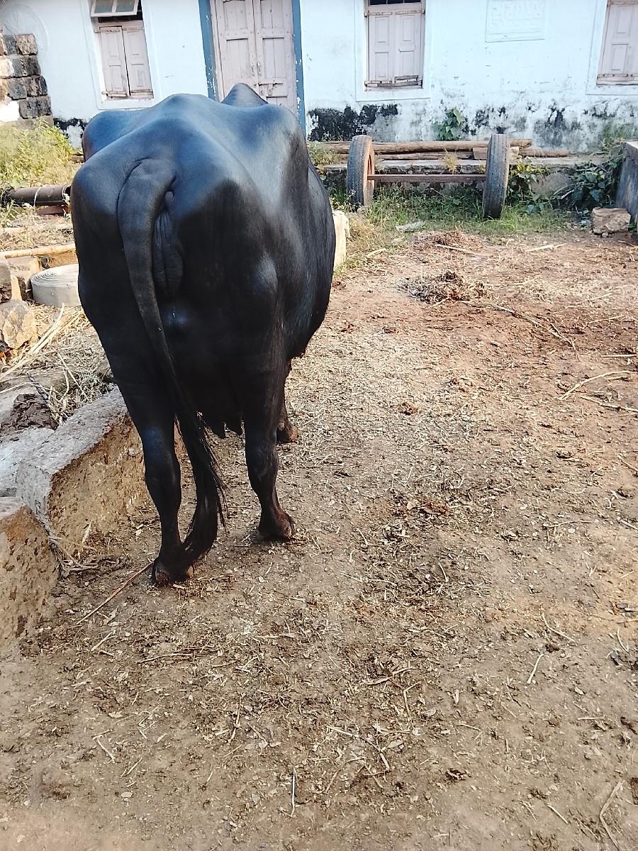 थंबनेल 2