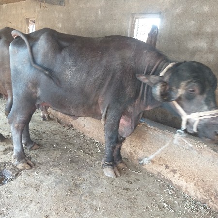 થંબનેલ 2