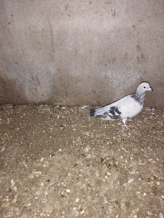 थंबनेल 2