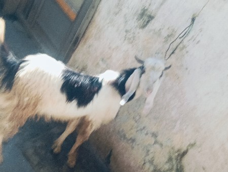 ફુલ હાઈટમાં બકરો છે ગુલાબી