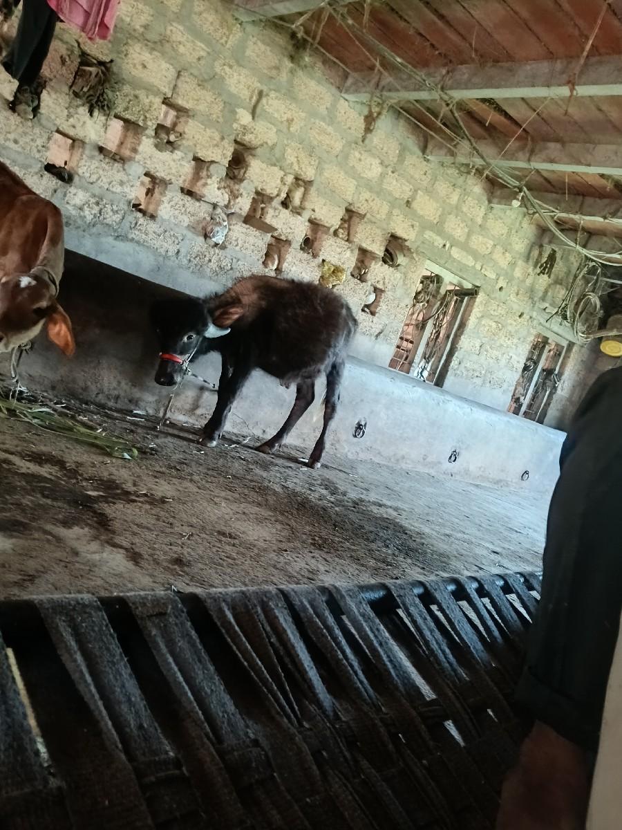 પાડો વેશવાનો છે