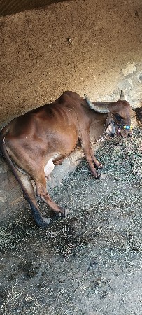 ગાય હાવ સોજી સે