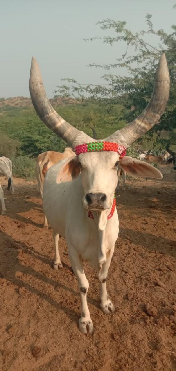 थंबनेल 2