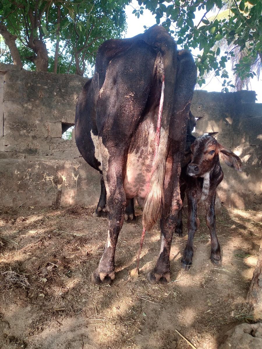 થંબનેલ 2