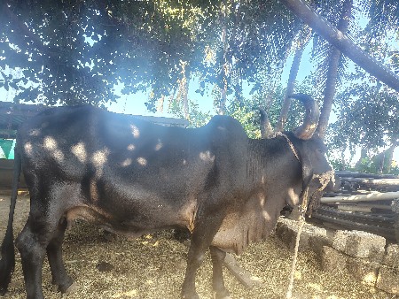 ગાય વહેંચવાની છે