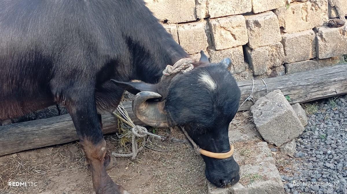 આ નંબર માં ફોન કરવો 8487819695