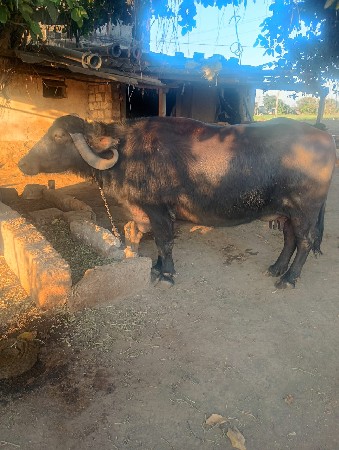 થંબનેલ 3