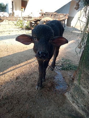 થંબનેલ 3