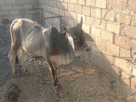 કાંકરેજ વાંસળી વેચવાની છે પ્યોર