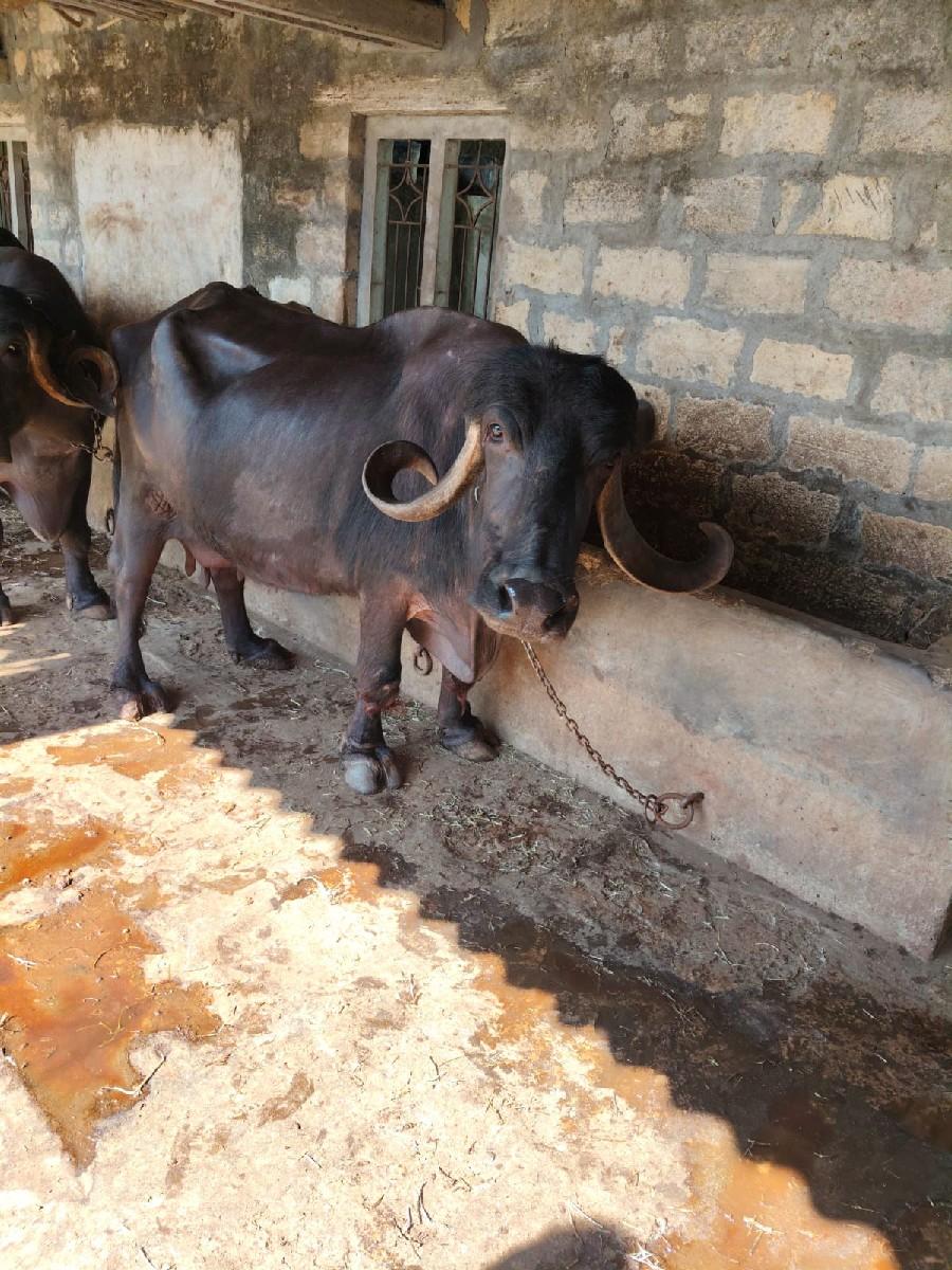 थंबनेल 2