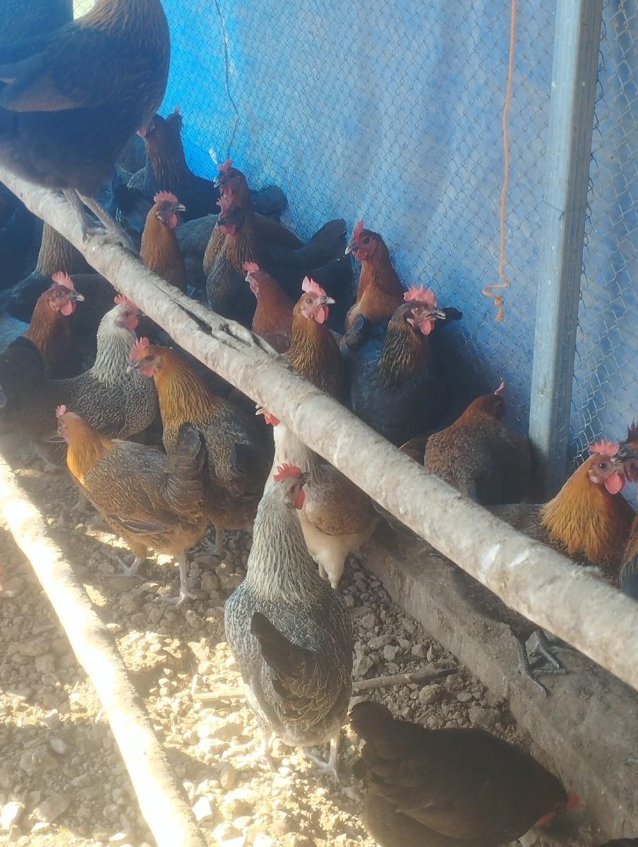 સોનાલી મુરઘી