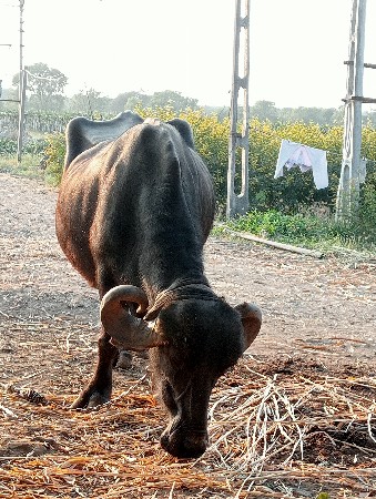 વેચવાની સે