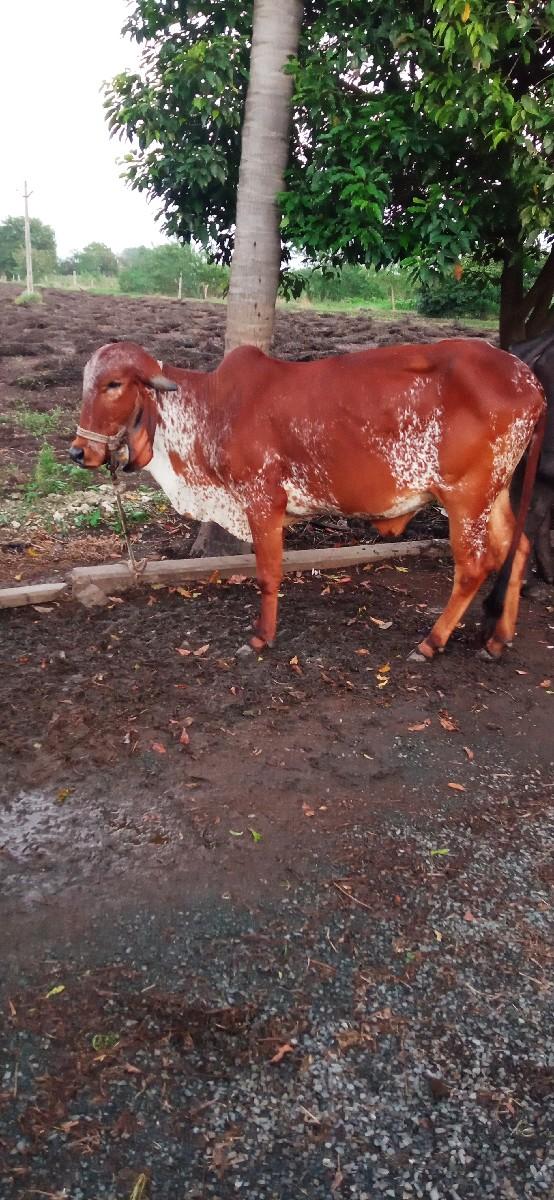 થંબનેલ 2