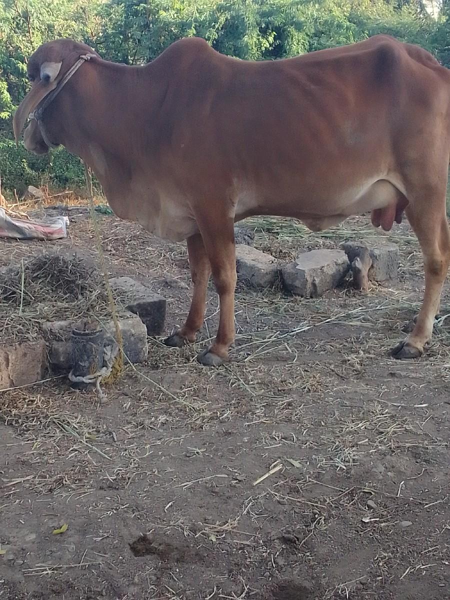 2, ઞાય વેશવાની છે