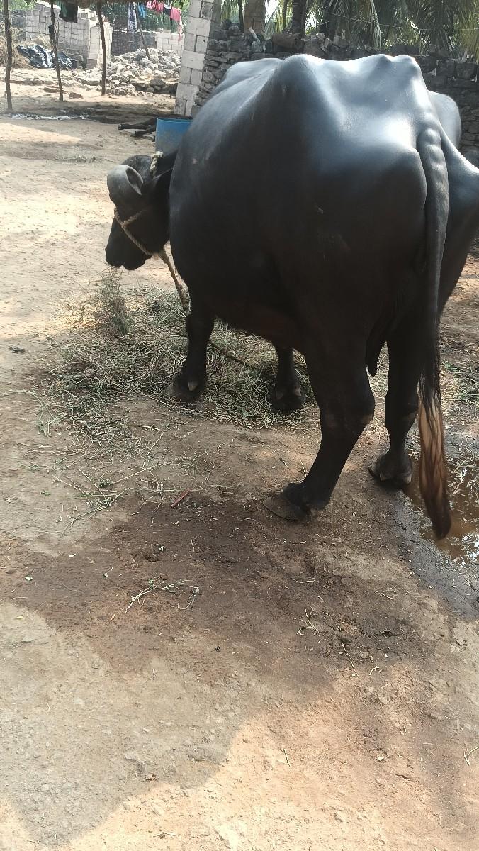 ભેંસ વેચવાની છે