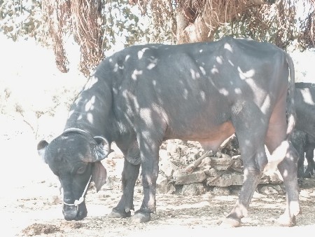 પાડો વેચવાનો છે