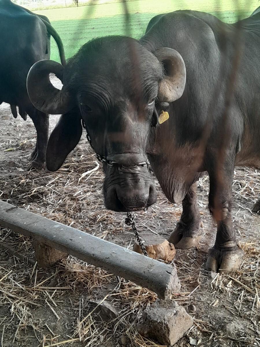 थंबनेल 2