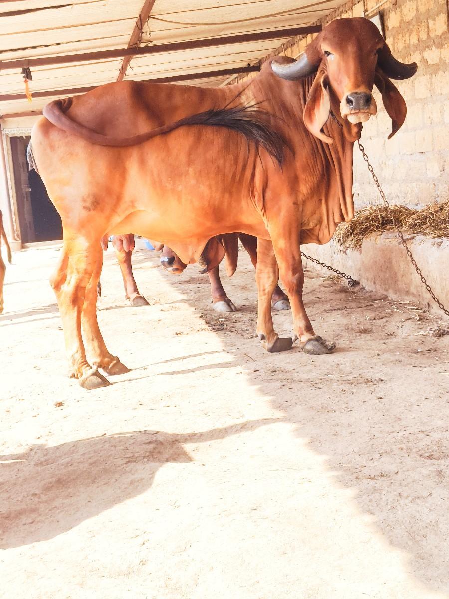 थंबनेल 2