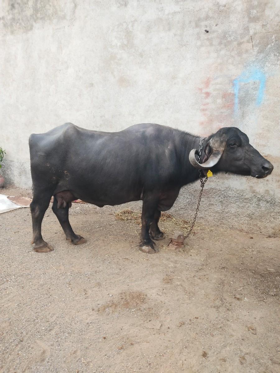 ભેંસ વેચવાની છે