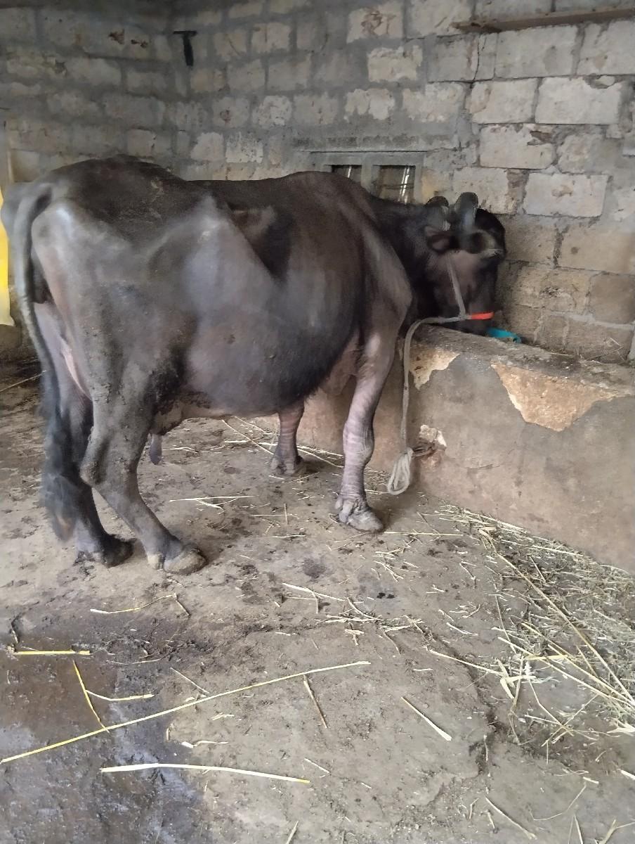 थंबनेल 2