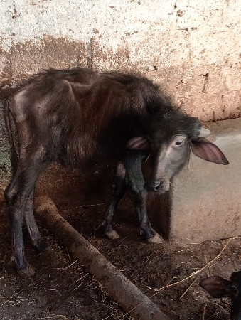 પાડો વેચવાનો છે