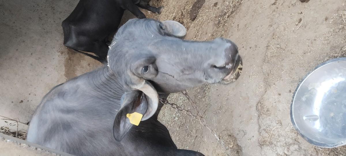 थंबनेल 3