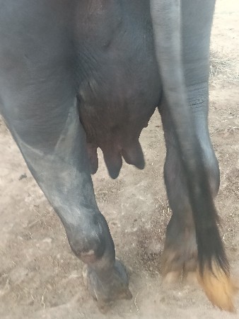 8 લિટર દૂધ જવાબદારી