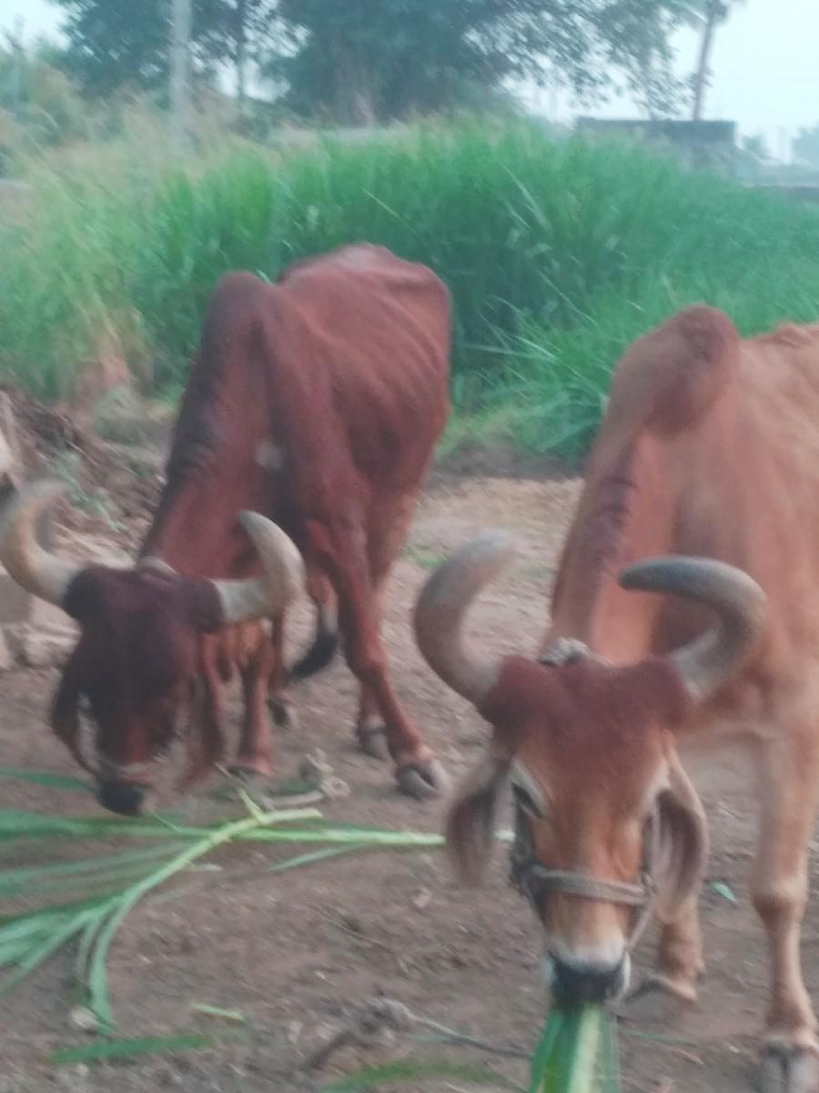 थंबनेल 2