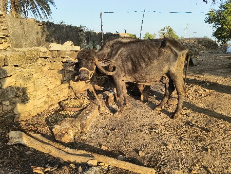 थंबनेल 3