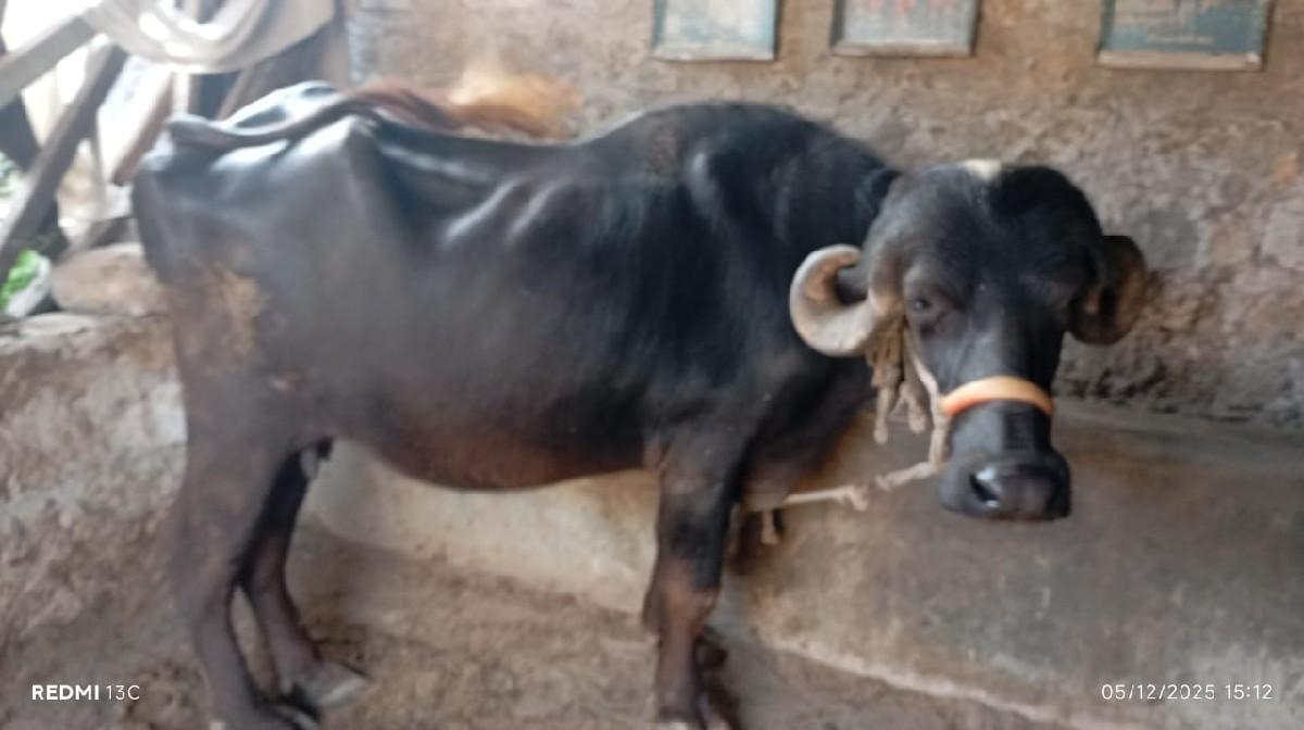 થંબનેલ 3