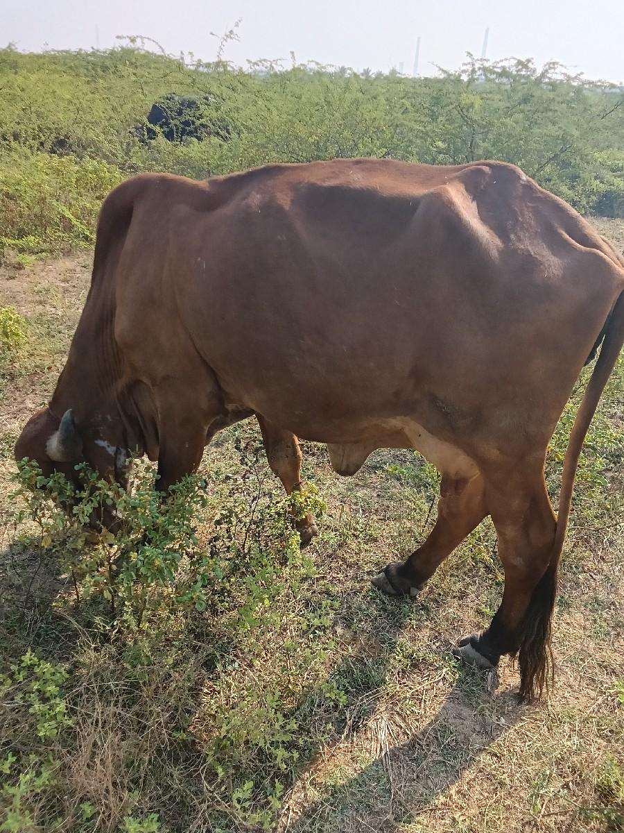 ગીર ઓરીજલન