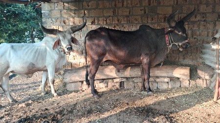 અમરાપુર ગીર